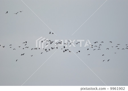 Tageless herd 4 9961902