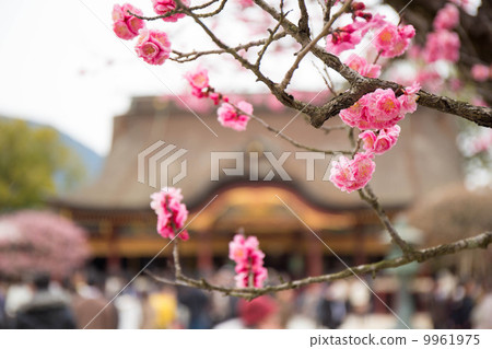 Dazaifu Tenmangu Shrine where the plum blossomed 9961975
