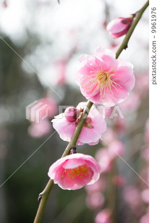 Plums of Yonomiya Park 9961976