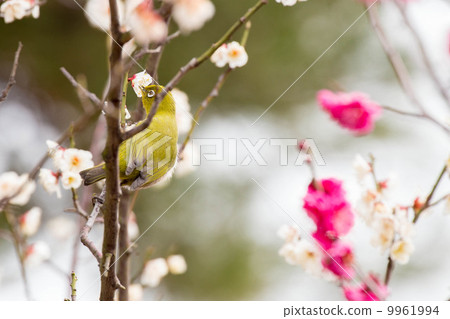 Meiro李子與李子在Yonomiya公園 9961994