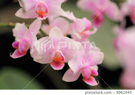 蝴蝶蘭(Sakurako Phalaeno) 蝴蝶蘭(Sakurako Phalaeno) 9962045