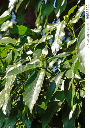 Tree · Aoki family Tree · Aoki family 9962311