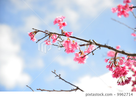 Hikanzakura Hikanzakura 9962714