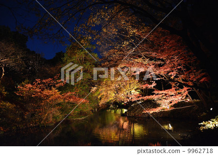 Autumn leaves at Rikugien Garden Autumn leaves at Rikugien Garden 9962718