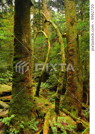 屋久島倒下的樹更新 屋久島倒下的樹更新 9962720