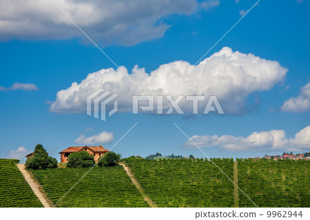 View of green vineyards in summer. View of green vineyards in summer. 9962944