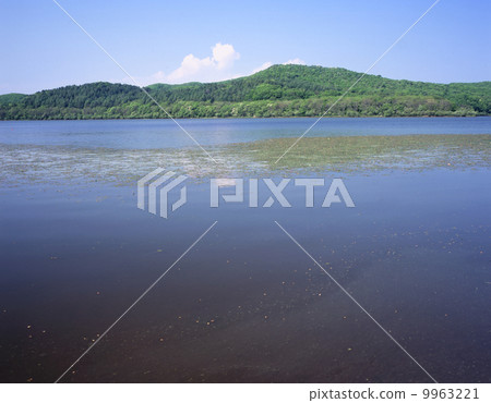 初夏的唐湖路 9963221