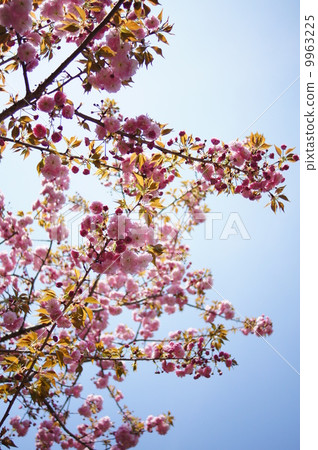 櫻桃樹 櫻桃樹 9963225