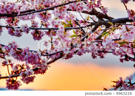 落日的櫻花 9963226