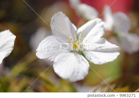 櫻花鈴虎 9963271