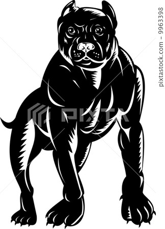 pitbull dog pitbull dog 9963398