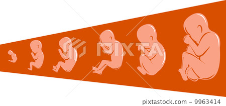 human fetus from 8 to 40 weeks 9963414