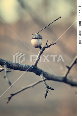 Twigs with acorn 9963910