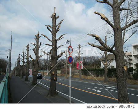 街道樹正在冬季修剪 9963972