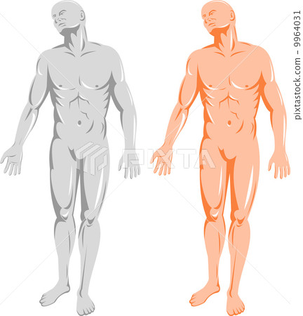 male human anatomy standing male human anatomy standing 9964031