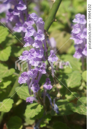 黃芩 黃芩 9964102