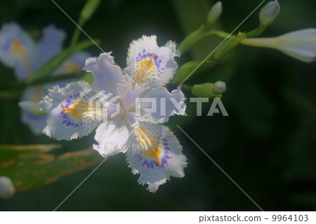 等到薩沙 9964103