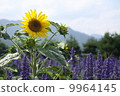 Summer flower scenery 9964145