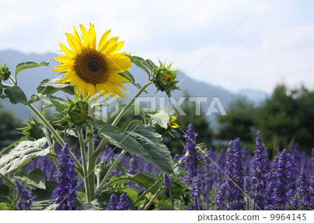夏天花風景 9964145