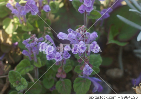 黃芩 黃芩 9964156