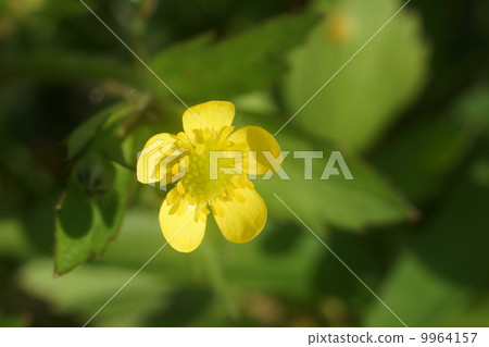 酢漿草 9964157