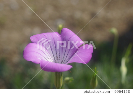 Muginadeshiko 9964158