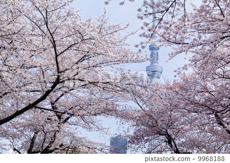 Sakura and Sky Tree 9968188