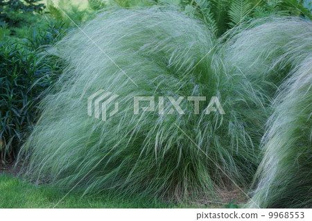 Thin leaf glass like thread Thin leaf glass like thread 9968553