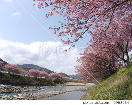 Kawazu Sakura Festival Kawazu Sakura Festival 9968684