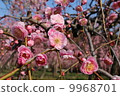 Plum blossom  9968701