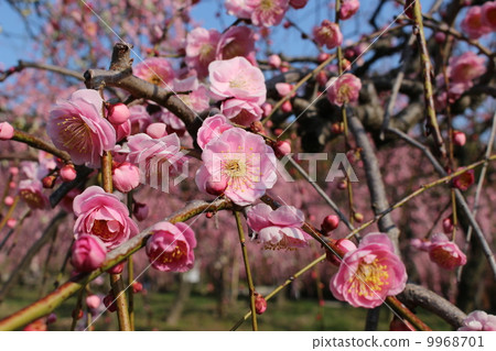 Plum blossom Plum blossom 9968701