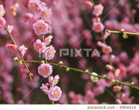 Dangling plum 9968828