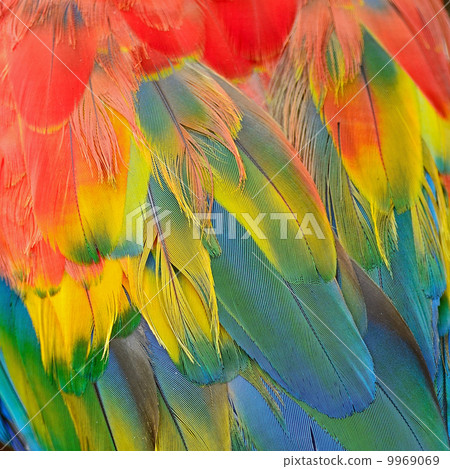 Scarlet Macaw feathers 9969069