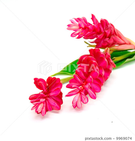 Red Ginger Red Ginger 9969074