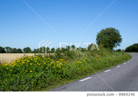 Road side blossom 9969146