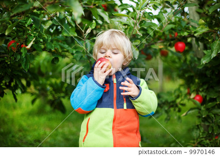 Little toddler boy of two years eating red apples in an orchard 9970146