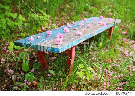 Cherry blossoms and benches 9970344