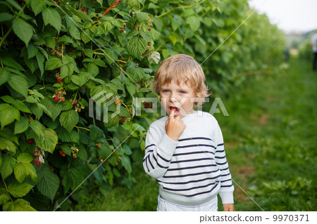 Little boy with fresh raspberries on organic self pick farm Little boy with fresh raspberries on organic self pick farm 9970371