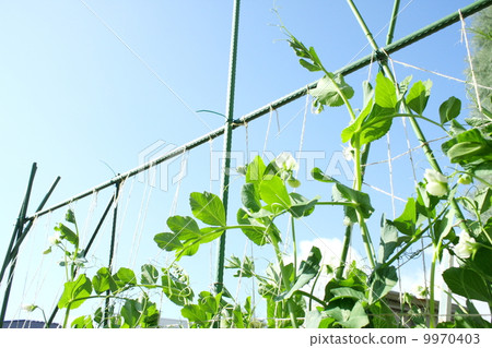 Spring home gardening Peas climbing upright Spring home gardening Peas climbing upright 9970403