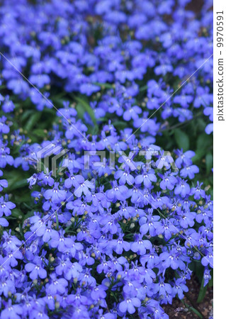 它被稱為Lobelia Ruri Butterfly(Ruri Butterfly)。 它被稱為Lobelia Ruri Butterfly(Ruri Butterfly)。 9970591