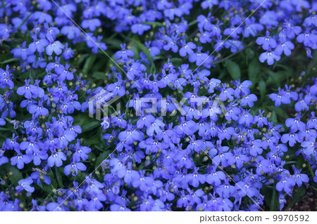 It is called Lobelia Ruri Butterfly (Ruri Butterfly). 9970592