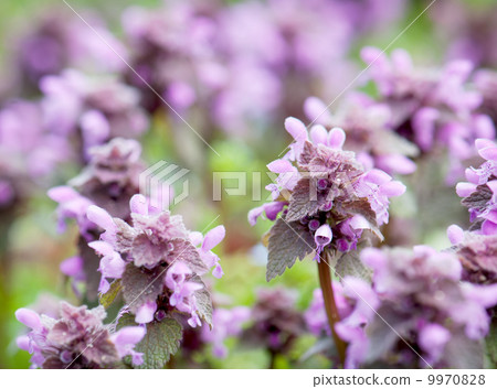 Detail of dead nettle (Lamium purpureum) 9970828