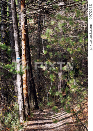 Tourist sign on the tall tree in a coniferous forest Tourist sign on the tall tree in a coniferous forest 9970988