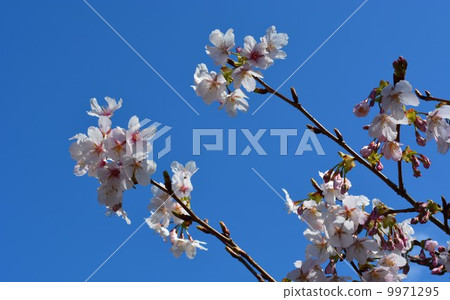 藍天和櫻花 9971295