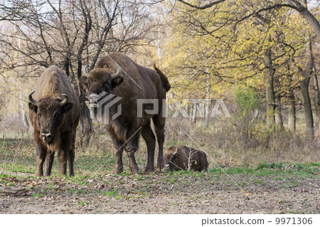 European bison (Bison bonasus) living in autumn deciduous forest European bison (Bison bonasus) living in autumn deciduous forest 9971306