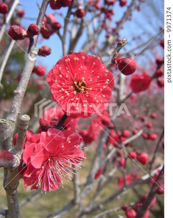 紅梅:鹿兒島深紅 紅梅:鹿兒島深紅 9971374