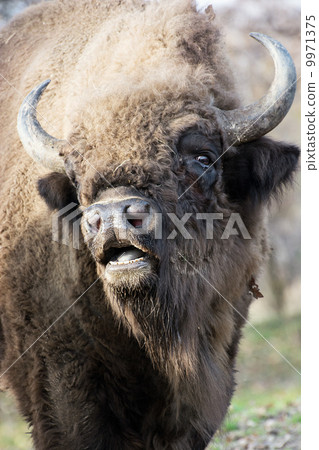 Portrait of a wild European bison Portrait of a wild European bison 9971375