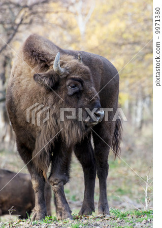 European bison has injured his leg European bison has injured his leg 9971380