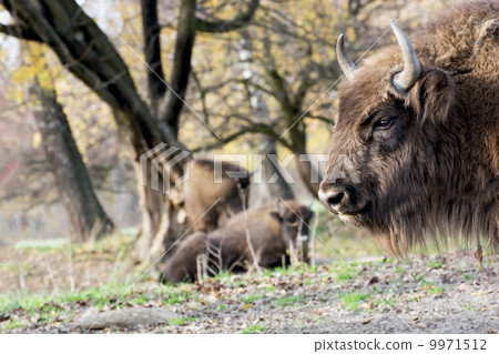 European bison (Bison bonasus) graze in the wild European bison (Bison bonasus) graze in the wild 9971512