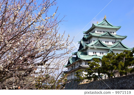 梅花和名古屋城堡 9971519